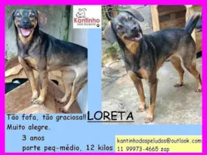 Cachorro raça SRD idade 5 anos nome Loreta 