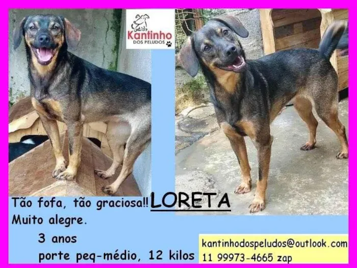 Cachorro ra a SRD idade 5 anos nome Loreta 