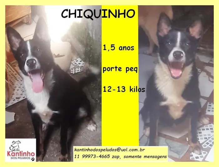 Cachorro ra a SRD idade 1 ano nome Chiquinho 