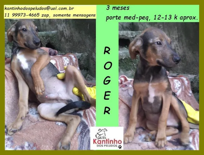 Cachorro ra a SRD idade 2 a 6 meses nome Roger 