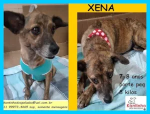 Cachorro raça SRD idade 6 ou mais anos nome Xena 