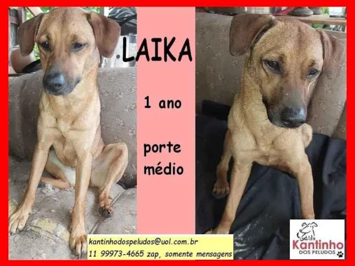 Cachorro ra a SRD idade 1 ano nome Laika 