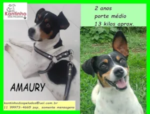 Cachorro raça SRD idade 2 anos nome Amaury 