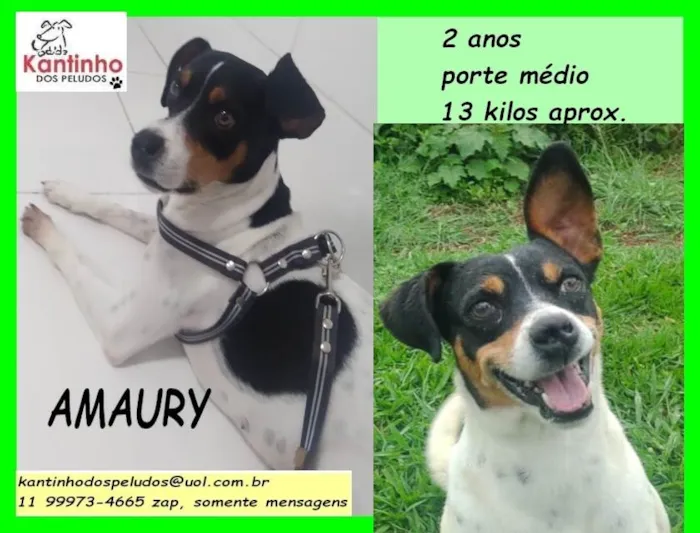 Cachorro ra a SRD idade 2 anos nome Amaury 