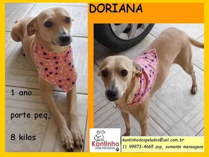 Cachorro raça SRD idade 1 ano nome Doriana 