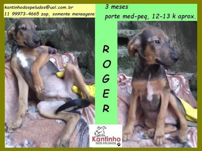 Cachorro ra a SRD idade 2 a 6 meses nome Roger 