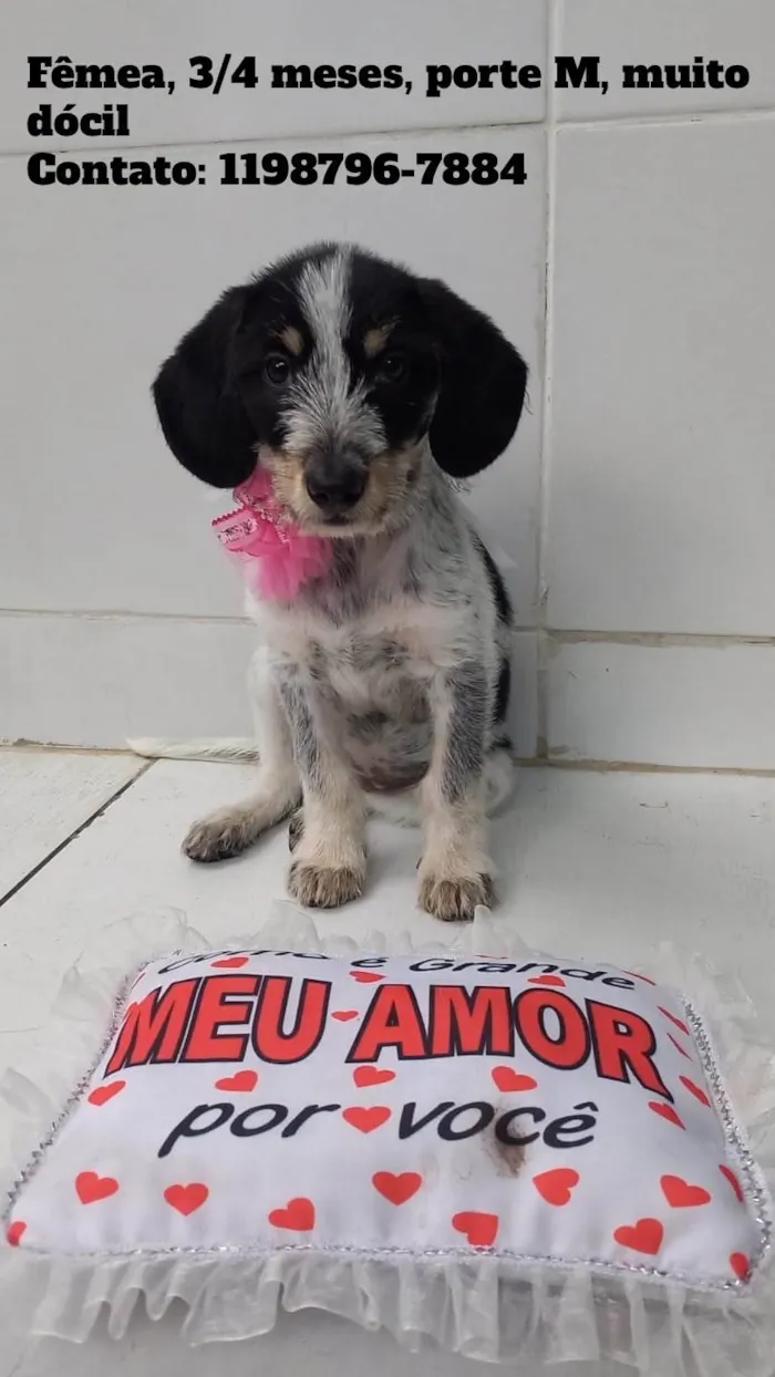 Cachorro raça SRD-ViraLata idade 2 a 6 meses nome Filhote fêmea