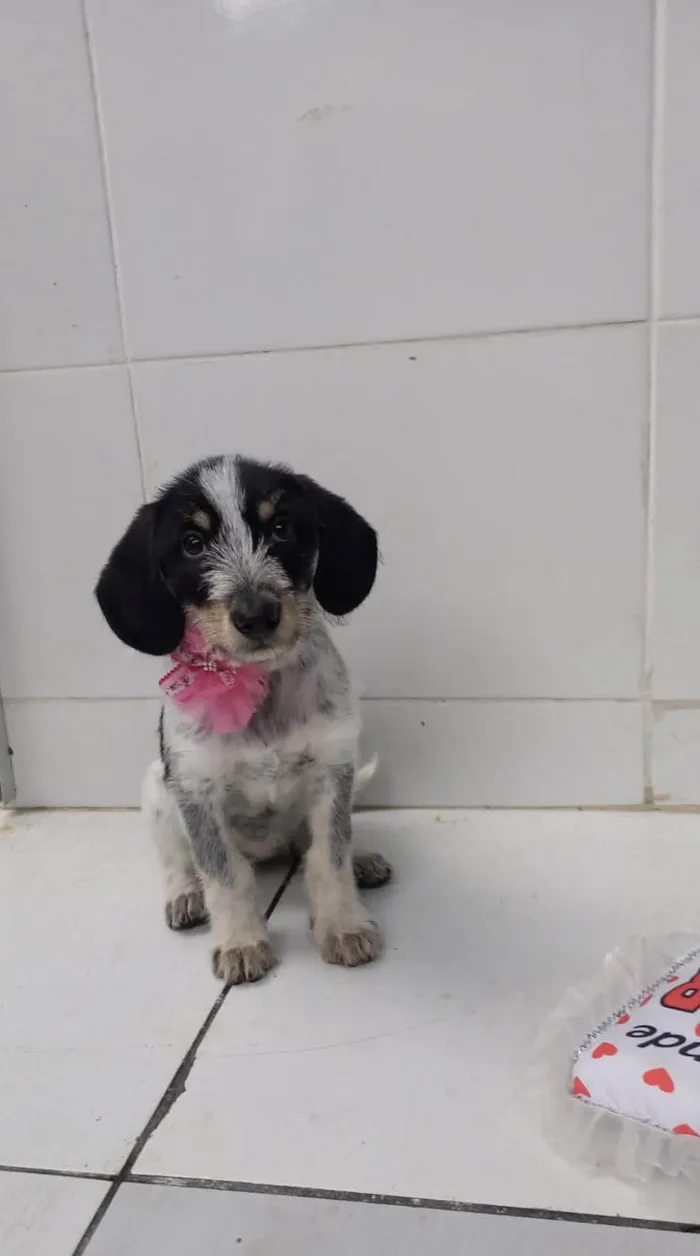 Cachorro raça SRD-ViraLata idade 2 a 6 meses nome Filhote fêmea