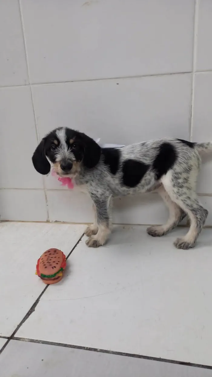 Cachorro raça SRD-ViraLata idade 2 a 6 meses nome Filhote fêmea