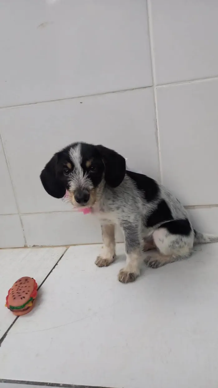Cachorro raça SRD-ViraLata idade 2 a 6 meses nome Filhote fêmea
