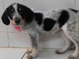 Cachorro raça SRD-ViraLata idade 2 a 6 meses nome Filhote fêmea