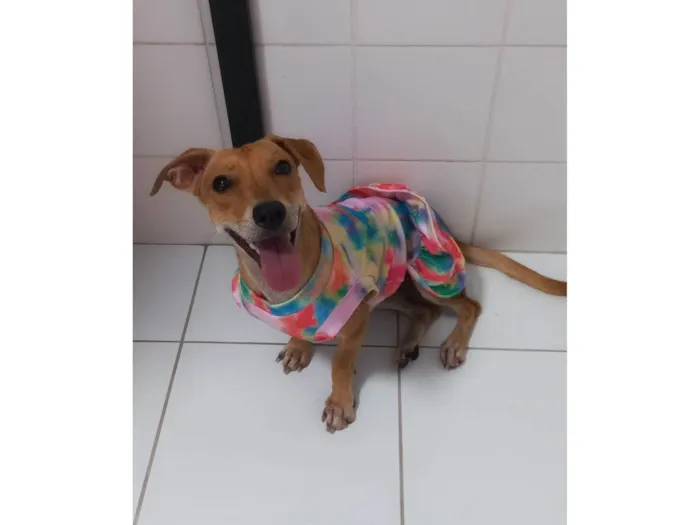 Cachorro raça SRD-ViraLata idade 1 ano nome Serena PEQUENO PORTE