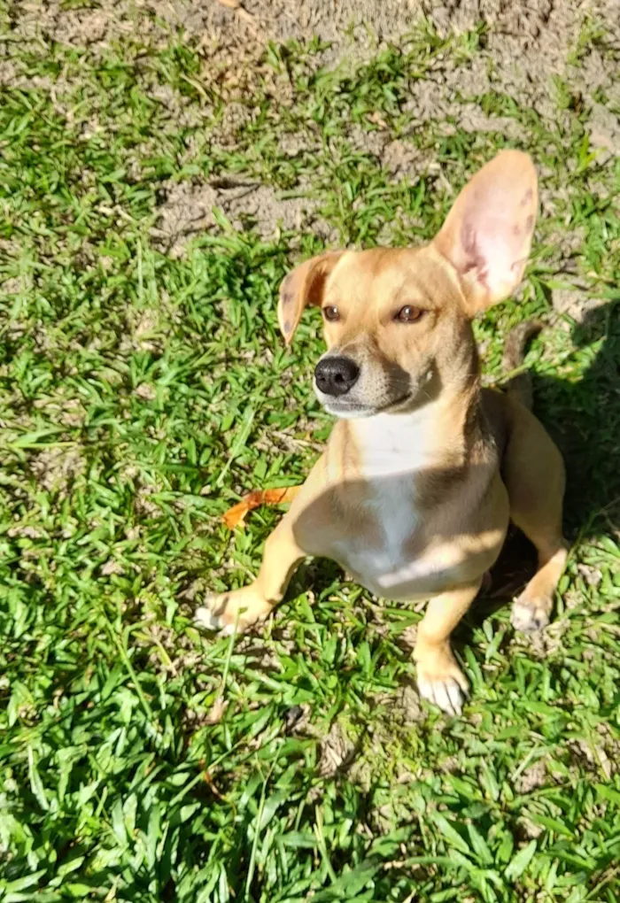 Cachorro ra a SRD-ViraLata idade 7 a 11 meses nome Mel 