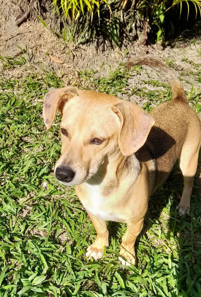 Cachorro ra a SRD-ViraLata idade 7 a 11 meses nome Mel 