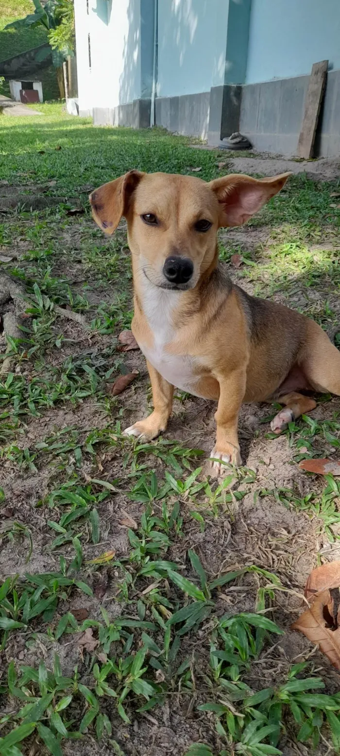 Cachorro ra a SRD-ViraLata idade 7 a 11 meses nome Mel 