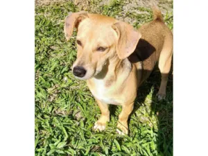 Cachorro raça SRD-ViraLata idade 7 a 11 meses nome Mel 