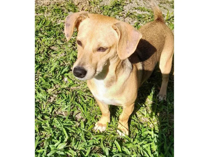 Cachorro ra a SRD-ViraLata idade 7 a 11 meses nome Mel 