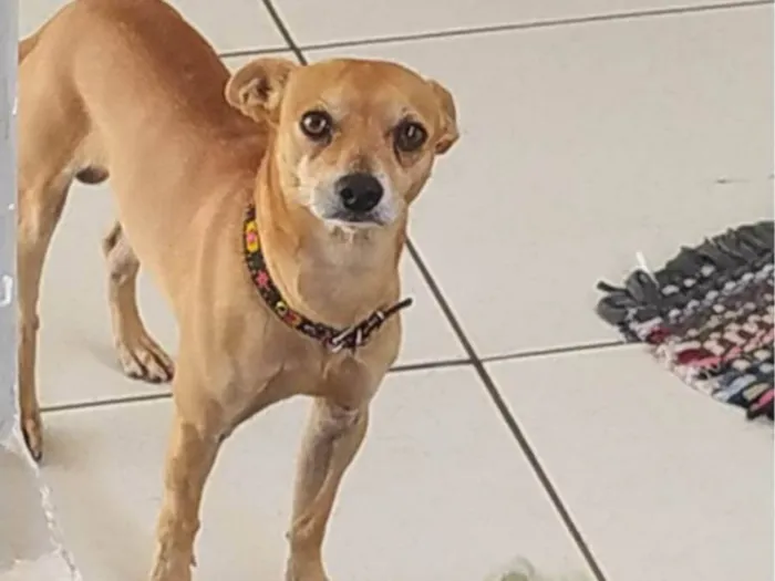 Cachorro raça Pinscher idade 3 anos nome Theo