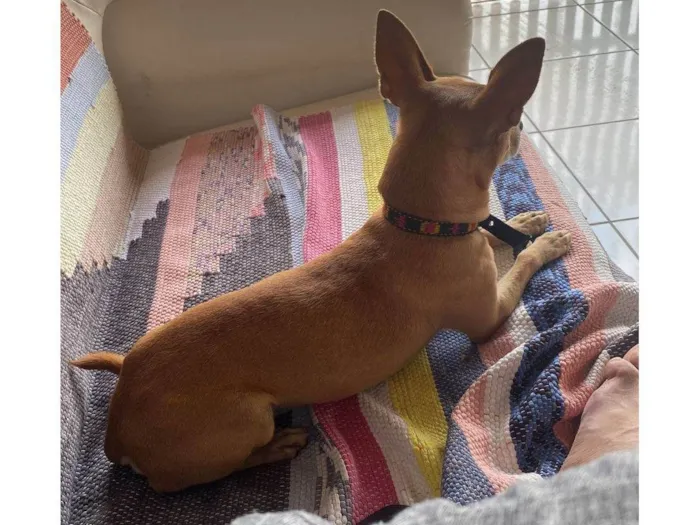 Cachorro raça Pinscher idade 3 anos nome Theo