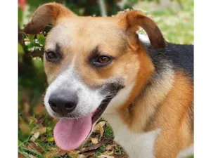 Cachorro raça SRD-ViraLata idade 4 anos nome MIKE