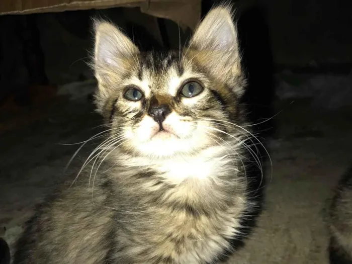 Gato raça SRD-ViraLata idade 2 a 6 meses nome Sem nomo
