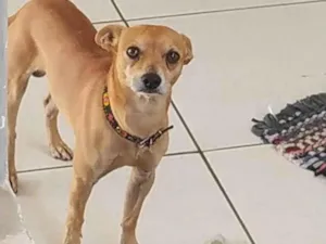 Cachorro raça Pinscher idade 3 anos nome Theo