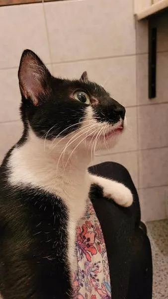 Gato ra a SRD-ViraLata idade 1 ano nome PIPOKA