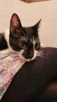 PIPOKA