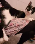 PIPOKA