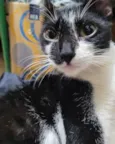 PIPOKA