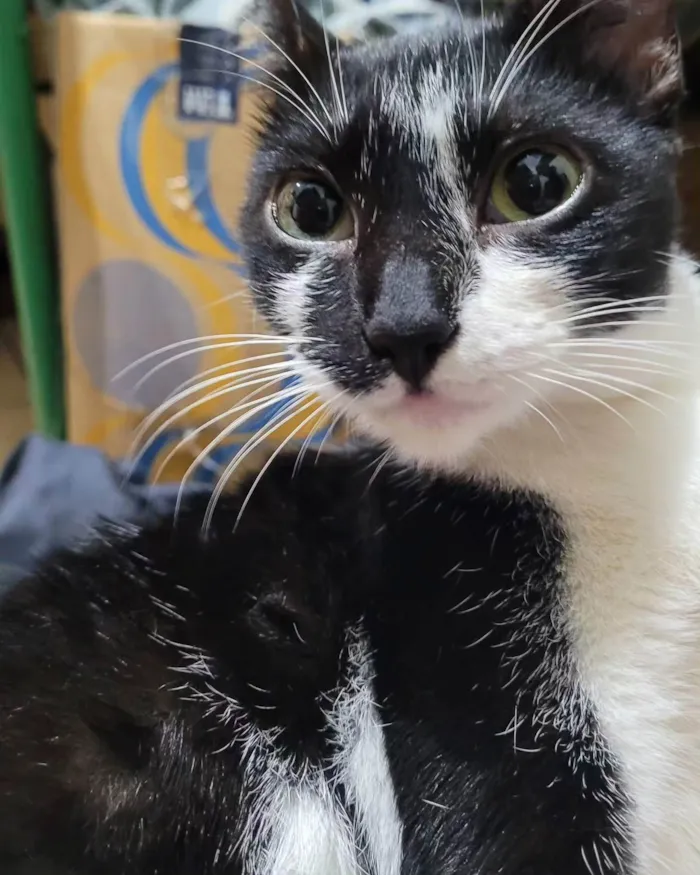Gato ra a SRD-ViraLata idade 1 ano nome PIPOKA