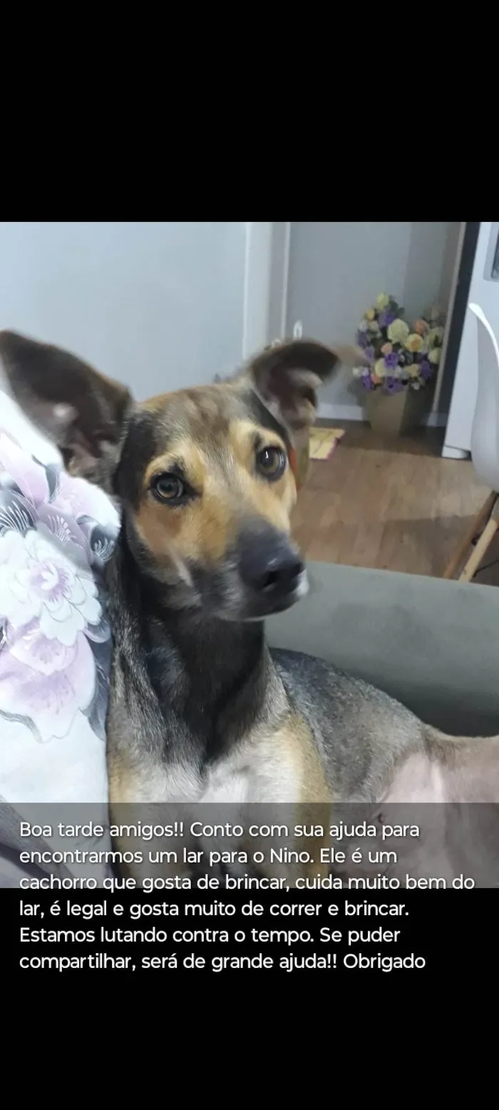 Cachorro ra a SRD-ViraLata idade 5 anos nome Nino