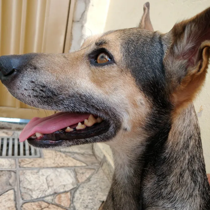 Cachorro ra a SRD-ViraLata idade 5 anos nome Nino