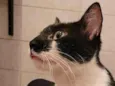 PIPOKA