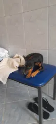 Zeca