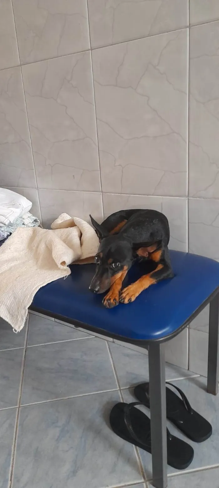 Cachorro ra a SRD-ViraLata idade 1 ano nome Zeca