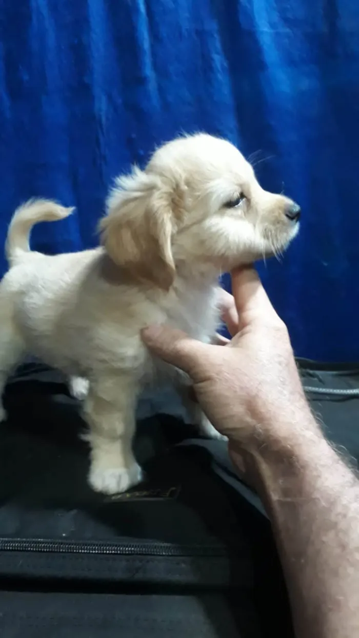 Cachorro ra a  idade Abaixo de 2 meses nome Joy