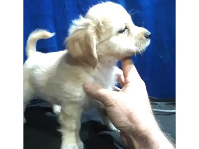 Cachorro ra a  idade Abaixo de 2 meses nome Joy