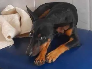 Cachorro raça SRD-ViraLata idade 1 ano nome Zeca