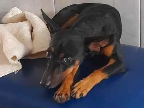 Cachorro ra a SRD-ViraLata idade 1 ano nome Zeca