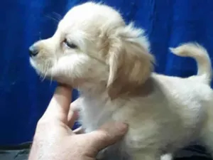 Cachorro raça  idade Abaixo de 2 meses nome Joy