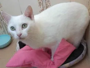 Gato raça SRD-ViraLata idade 1 ano nome FROZEN