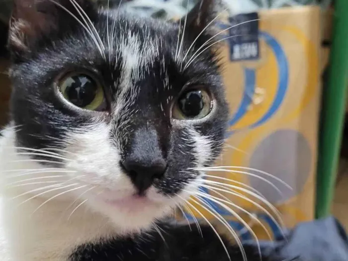 Gato ra a SRD-ViraLata idade 1 ano nome PIPOKA