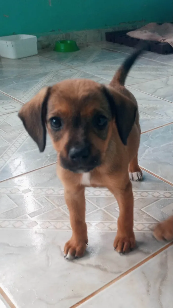 Cachorro ra a SRD-ViraLata idade 2 a 6 meses nome Caramela 