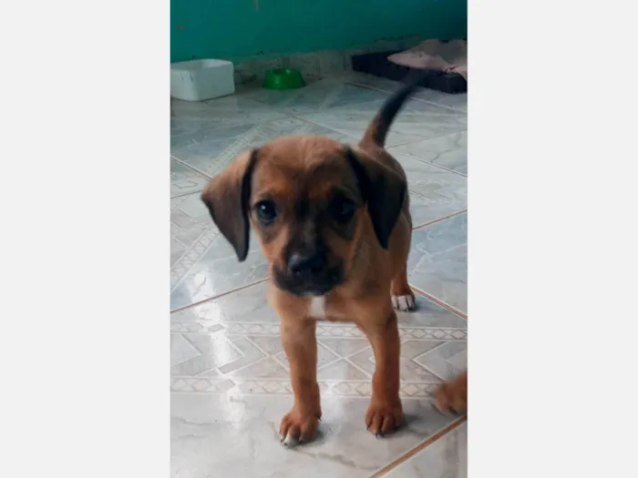 Cachorro ra a SRD-ViraLata idade 2 a 6 meses nome Caramela 