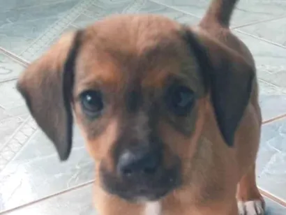 Cachorro raça SRD-ViraLata idade 2 a 6 meses nome Caramela 