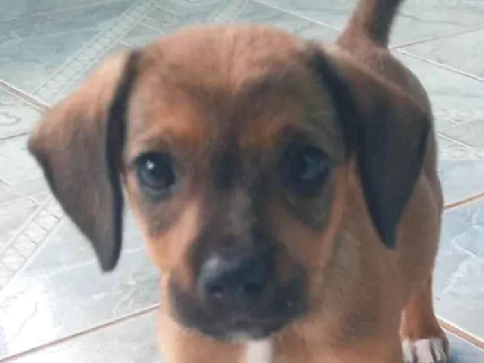 Cachorro ra a SRD-ViraLata idade 2 a 6 meses nome Caramela 