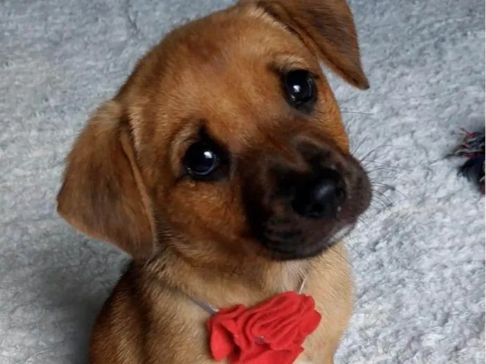 Cachorro ra a Linda idade Abaixo de 2 meses nome Florzinha