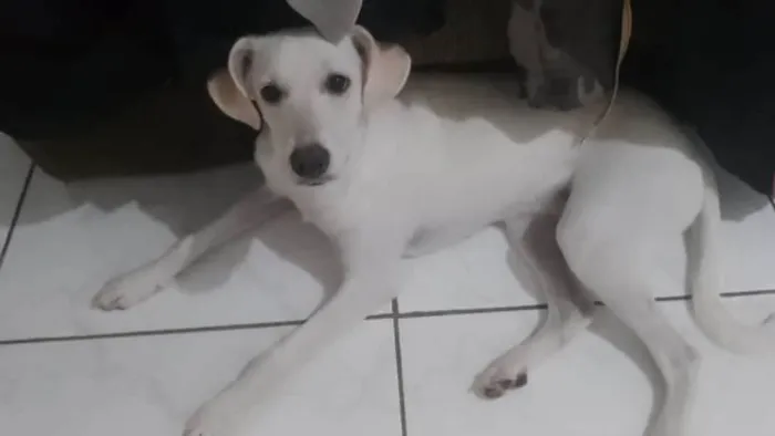 Cachorro ra a SRD-ViraLata idade 1 ano nome Chocolate 