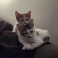 Luke e Léia